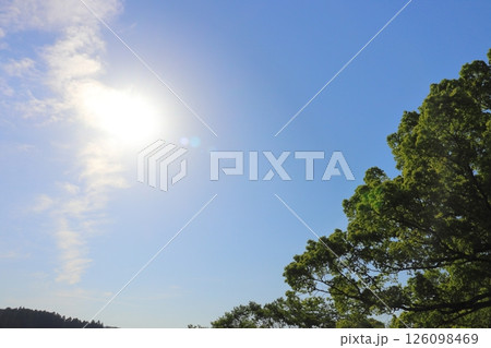 青空 太陽 樹木 青空 太陽 樹木 126098469