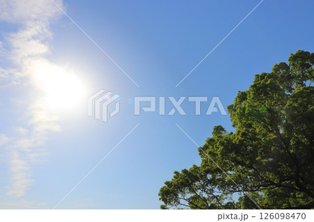青空 太陽 樹木 青空 太陽 樹木 126098470