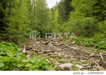 Flowing stream through a lush green forest in the mountains during the early afternoon 126098630