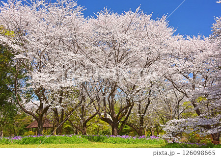 桜満開の風景 桜満開の風景 126098665