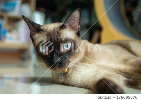 Portrait of a Siamese cat looking to camera. The Siamese is a cat breed native to Thailand. This cat is a pale cat with a dark facial mask, feet, ears and tail. 126098670