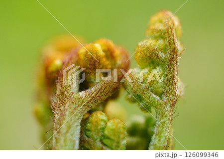 ワラビのアップ 126099346