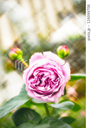 薔薇 バラ科 バラ 126099706