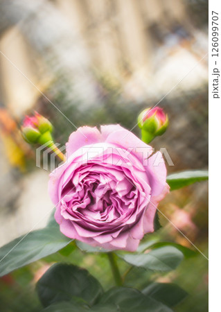 薔薇 バラ科 バラ 126099707