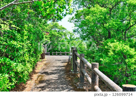 恵比須洞の展望台に通じる遊歩道 126099714