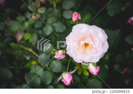 薔薇 バラ科 バラ 126099833