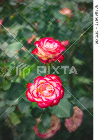 薔薇 バラ科 バラ 126099836