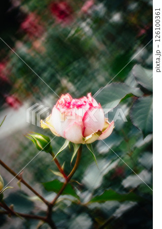 薔薇 バラ科 バラ 126100361