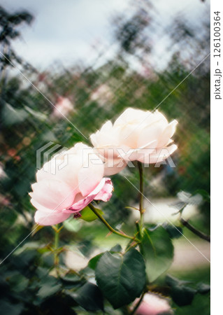 薔薇 バラ科 バラ 126100364