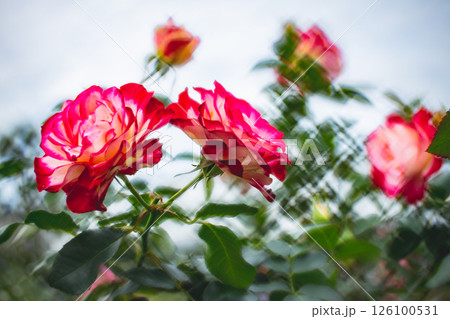 薔薇 バラ科 バラ 126100531