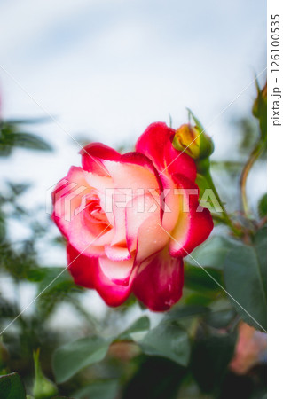 薔薇 バラ科 バラ 126100535
