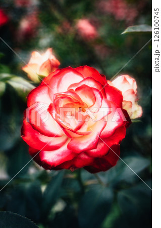 薔薇 バラ科 バラ 126100745