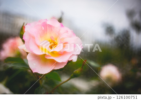 薔薇 バラ科 バラ 126100751