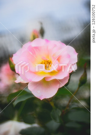 薔薇 バラ科 バラ 126100752