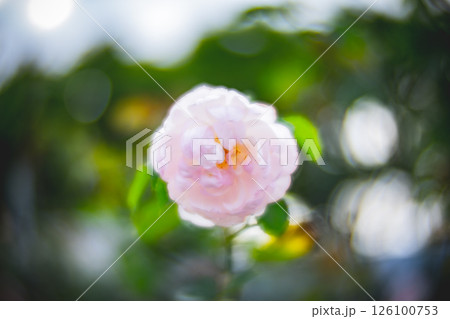 薔薇 バラ科 バラ 126100753