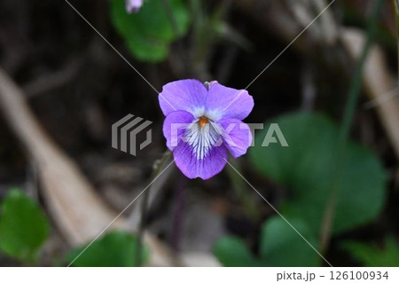 六甲の山地で見た紫色の花弁に白色に綺麗な紫色の筋が入った花が綺麗なニオイタチツボスミレ 126100934