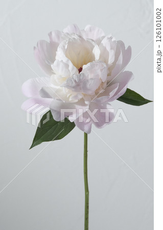 シャクヤク, 芍薬, 花, スタジオ, グレー シャクヤク, 芍薬, 花, スタジオ, グレー 126101002