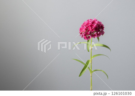 アメリカナデシコ ビジョナデシコ 花 グレー スタジオ アメリカナデシコ ビジョナデシコ 花 グレー スタジオ 126101030