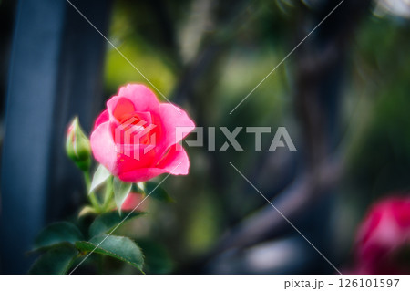 薔薇 バラ科 バラ 126101597