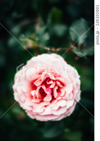 薔薇 バラ科 バラ 126101601