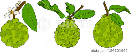 Vector illustrations of bergamot fruit lifecycle: flowers, green fruit, and sliced ripe fruit.  126101962