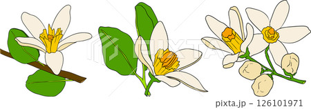 Vector illustrations of bergamot fruit lifecycle: flowers, green fruit, and sliced ripe fruit.  126101971