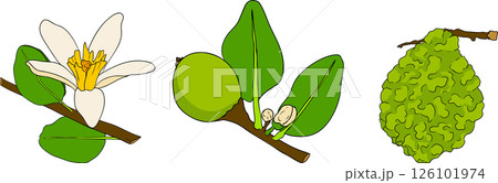Vector illustrations of bergamot fruit lifecycle: flowers, green fruit, and sliced ripe fruit.  126101974
