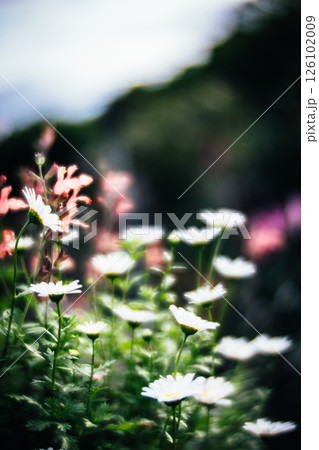 カミツレ ヒナ菊 ヒナキク 126102009