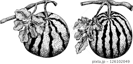 Watermelon engraving illustration set. Watermelon fruit vector set.  Watermelon engraving illustration set. Watermelon fruit vector set.  126102049
