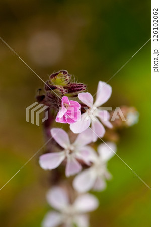 白花マンテマ 白花マンテマ 126102062