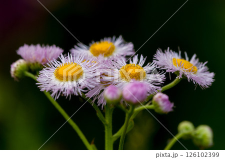 信濃川・やすらぎ堤の春紫苑 (ハルジオン) 126102399