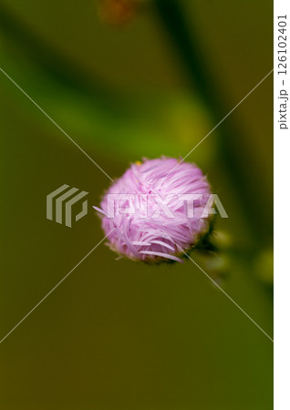 信濃川・やすらぎ堤の春紫苑 (ハルジオン)の蕾 信濃川・やすらぎ堤の春紫苑 (ハルジオン)の蕾 126102401