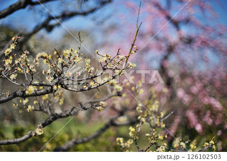 大阪城公園の梅林の春の情景 大阪城公園の梅林の春の情景 126102503