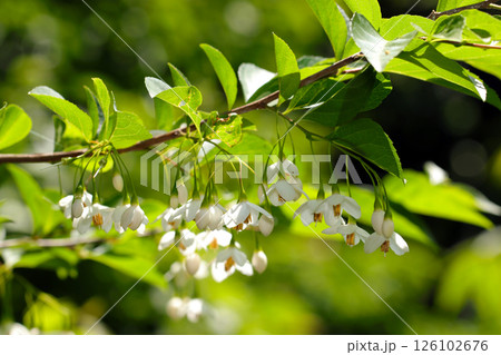 かわいい鈴がたくさんぶら下がったようなエゴノキの白花(晴天下自然光マクロ撮影) かわいい鈴がたくさんぶら下がったようなエゴノキの白花(晴天下自然光マクロ撮影) 126102676
