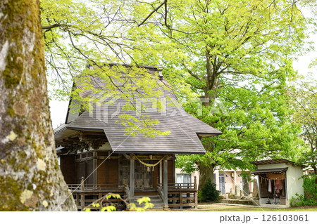 ケヤキの巨木と新山神社 秋田県 ケヤキの巨木と新山神社 秋田県 126103061