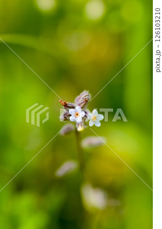 花の色が変化する勿忘草(ミオソティス・ディスカラー:myosotis discolor) 花の色が変化する勿忘草(ミオソティス・ディスカラー:myosotis discolor) 126103210