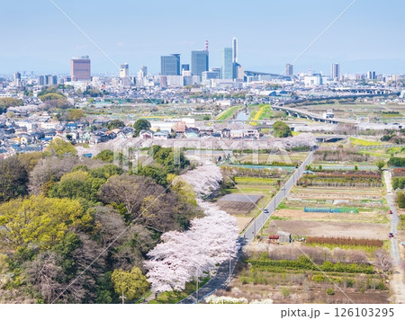 空撮「埼玉県」春・見沼田んぼの桜回廊　さいたま市 126103295
