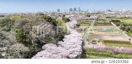 空撮「埼玉県」春・見沼田んぼの桜回廊 さいたま市 空撮「埼玉県」春・見沼田んぼの桜回廊 さいたま市 126103302
