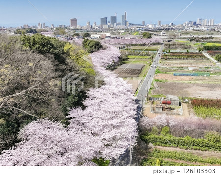空撮「埼玉県」春・見沼田んぼの桜回廊　さいたま市 126103303