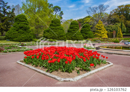 【京都風景】府立植物園　春を彩るカラフルなチューリップ 126103762