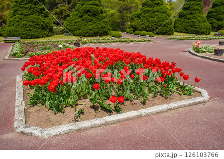 【京都風景】府立植物園 春を彩るカラフルなチューリップ 【京都風景】府立植物園 春を彩るカラフルなチューリップ 126103766