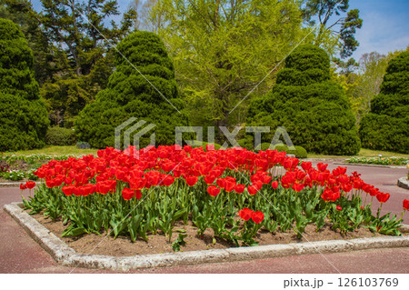 【京都風景】府立植物園　春を彩るカラフルなチューリップ 126103769