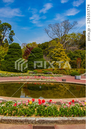 【京都風景】府立植物園　春を彩るカラフルなチューリップ 126103774