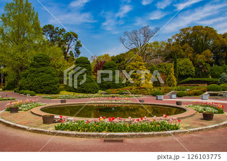 【京都風景】府立植物園 春を彩るカラフルなチューリップ 【京都風景】府立植物園 春を彩るカラフルなチューリップ 126103775