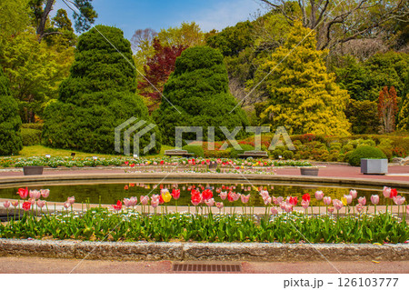 【京都風景】府立植物園 春を彩るカラフルなチューリップ 【京都風景】府立植物園 春を彩るカラフルなチューリップ 126103777