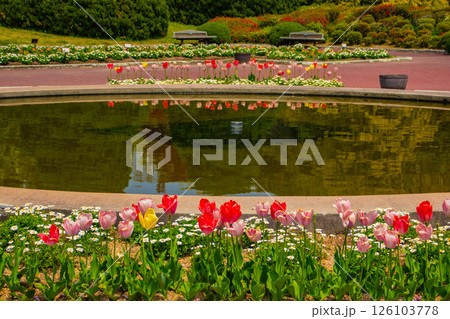 【京都風景】府立植物園　春を彩るカラフルなチューリップ 126103778