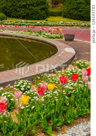 【京都風景】府立植物園 春を彩るカラフルなチューリップ 【京都風景】府立植物園 春を彩るカラフルなチューリップ 126103785