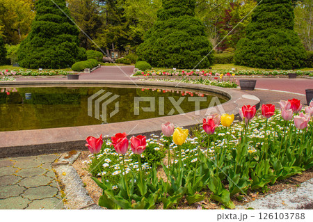 【京都風景】府立植物園 春を彩るカラフルなチューリップ 【京都風景】府立植物園 春を彩るカラフルなチューリップ 126103788
