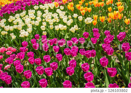 【京都風景】府立植物園　春を彩るカラフルなチューリップ 126103802