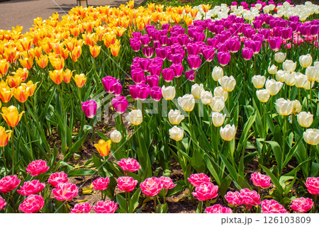 【京都風景】府立植物園 春を彩るカラフルなチューリップ 【京都風景】府立植物園 春を彩るカラフルなチューリップ 126103809